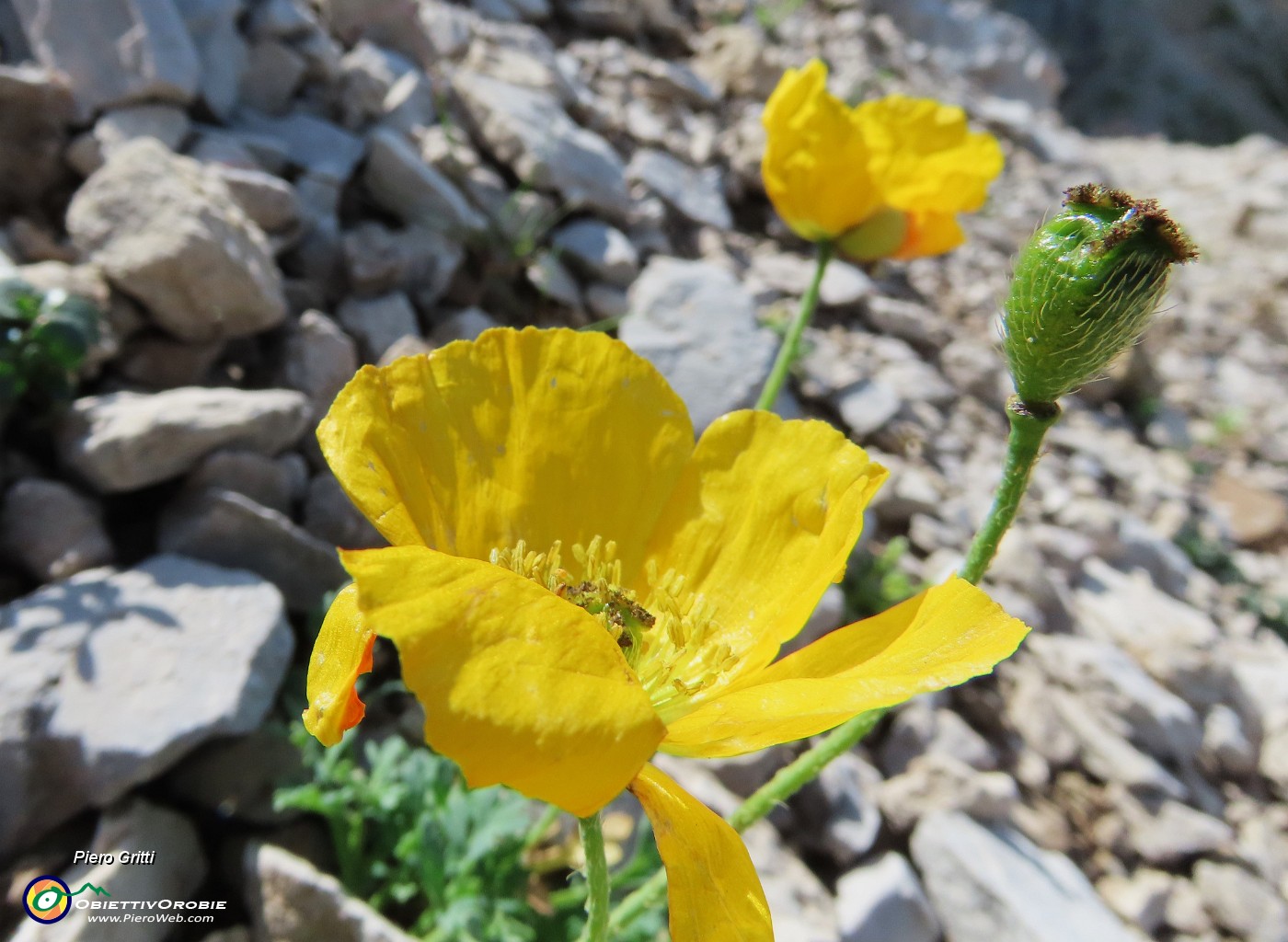 37 Papaver rhaeticum (Papavero dorato) sui macereti del Mandrone.JPG